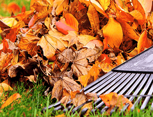Why is Fall Cleanup So Important?